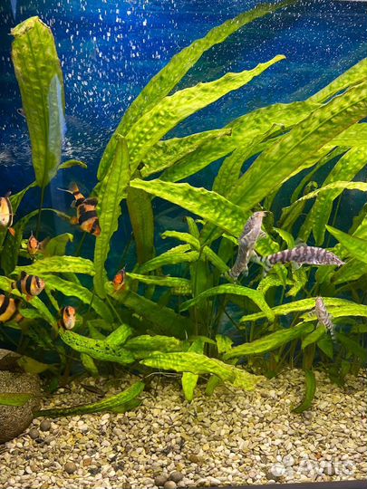 Аквариум с тумбой 150 литров