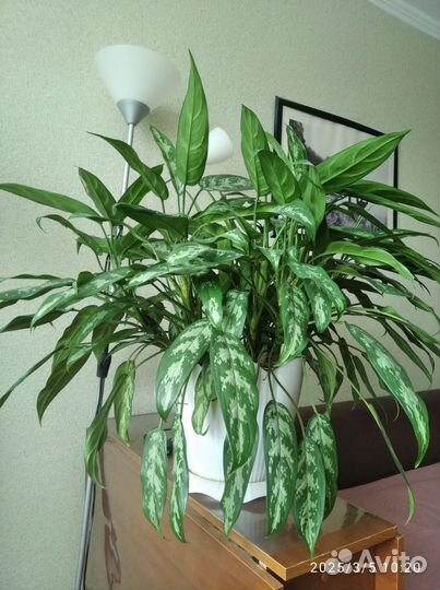 Аглаонема сильвер квин большая