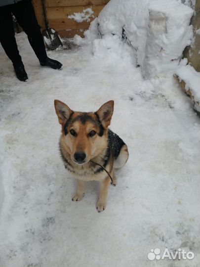 Восточноевропейская овчарка