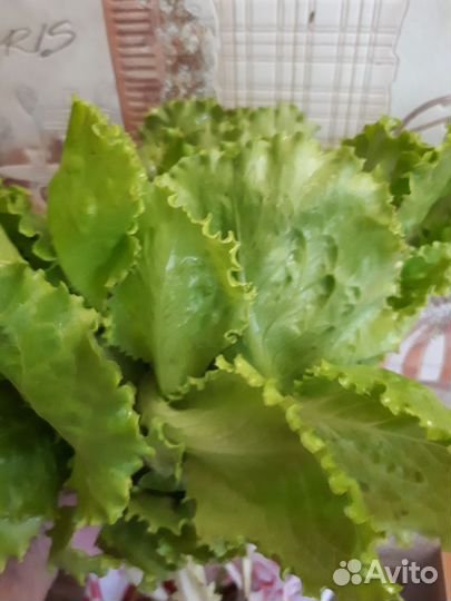 Салат