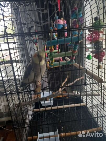 Попугай корелла