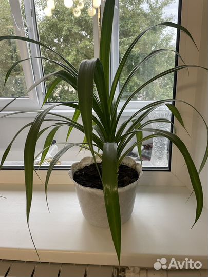 Панданус пальма