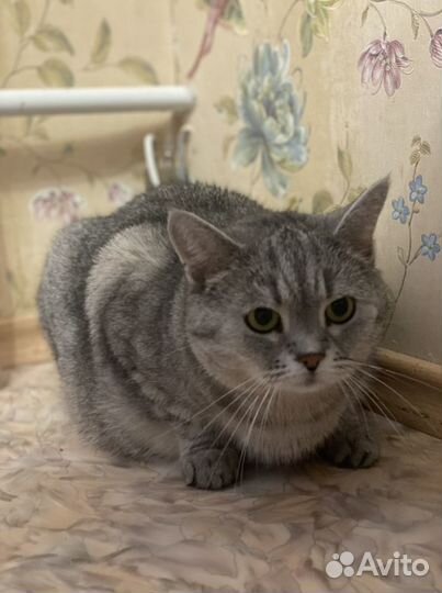 Кот британец в добрые руки