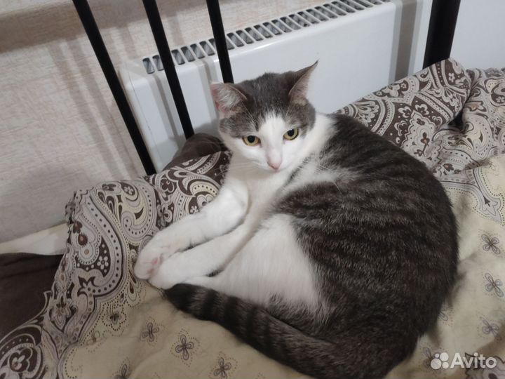 Кот в добрые руки