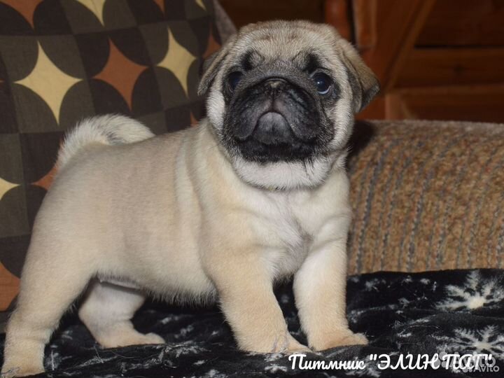 Щенки мопса