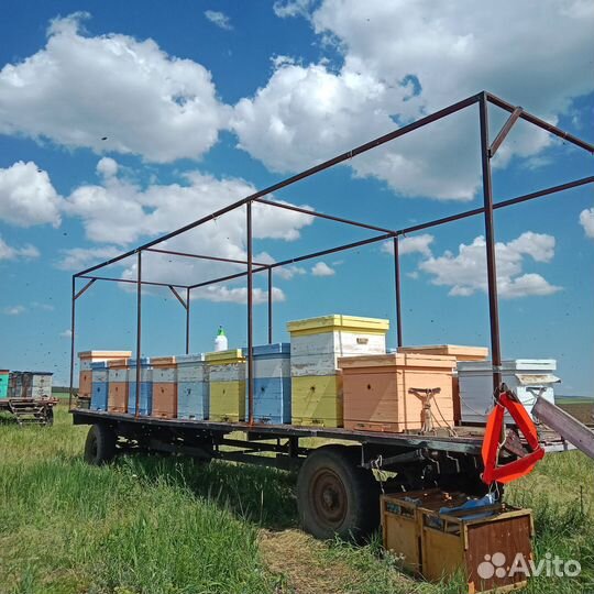 Мёд пчелиный