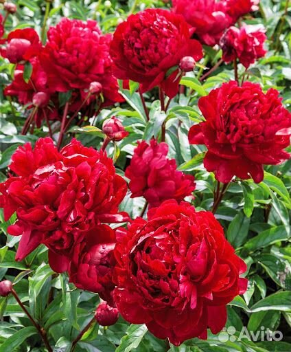 Корни Пионов