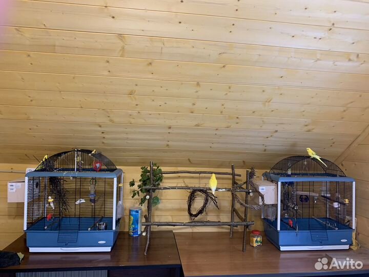 Передержка попугаев