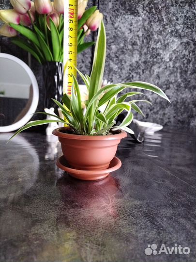 Хлорофитум