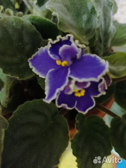 Фиалка в горшках