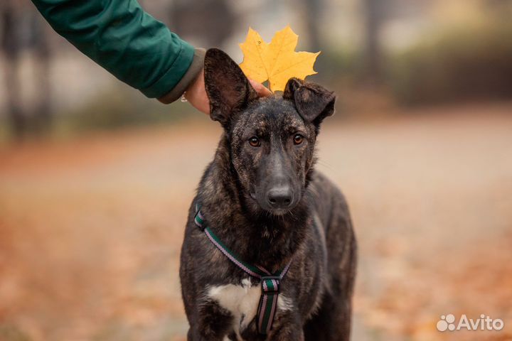 Собака в дар / щенок в добрые руки