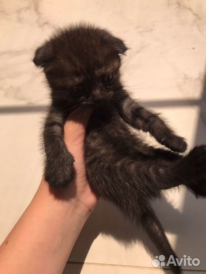 Котята в добрые руки даром