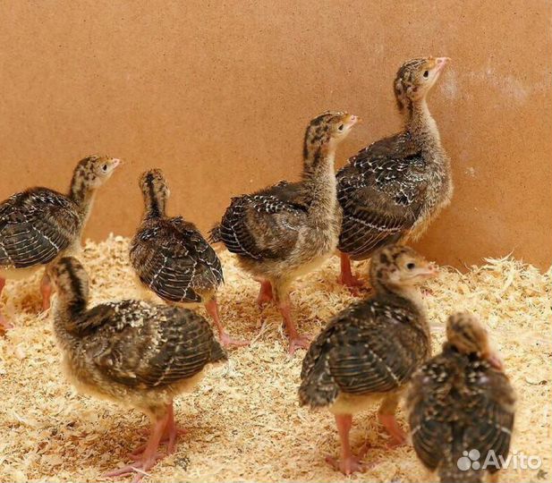 Индюки,индюшата