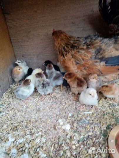 Клушка с цыплятами