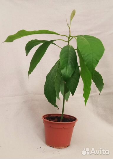 Авокадо, взрослое растение