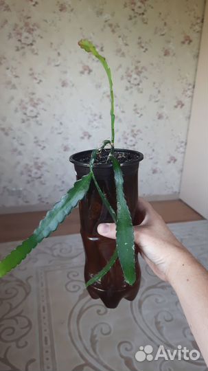 Эпифилумы рыбья кость, марниера