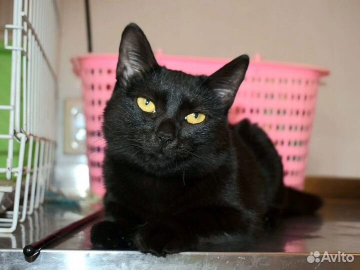 Кошки бесплатно