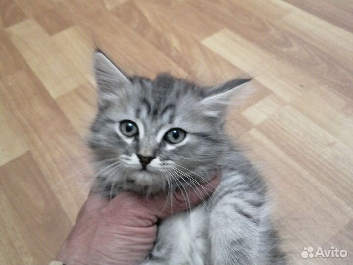 Сибирская кошка