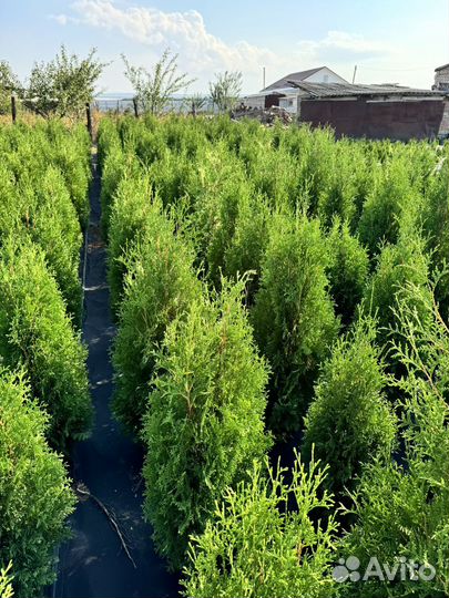 Туя колумна