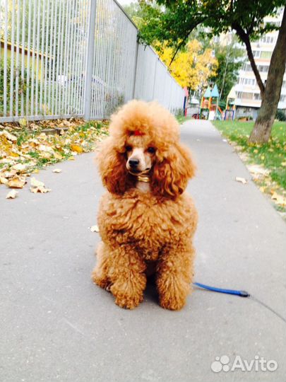 Миниатюрный красный пудель для вязок