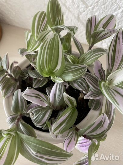 Традесканция в керамическом горшке