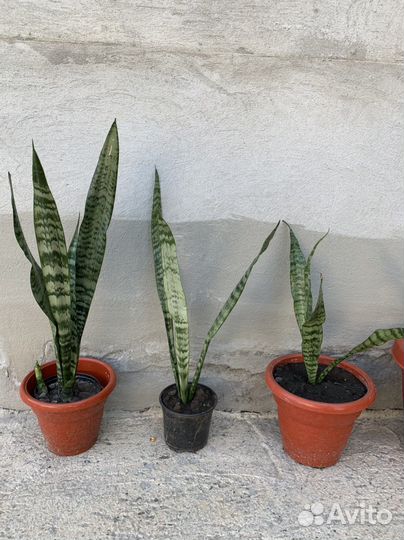 Сансевиерия