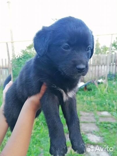 Собаки бесплатно в добрые руки.Мама-спаниель