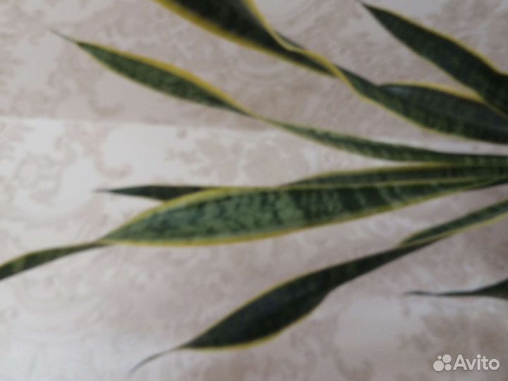 Сансевиерия или тещин язык