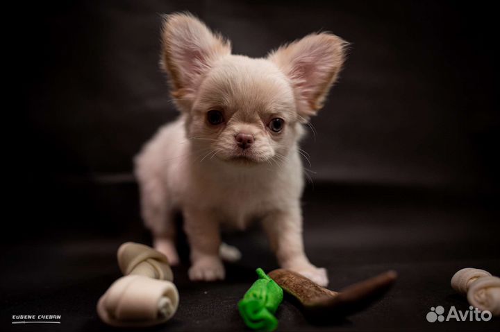 Щенки чихуахуа лиловый