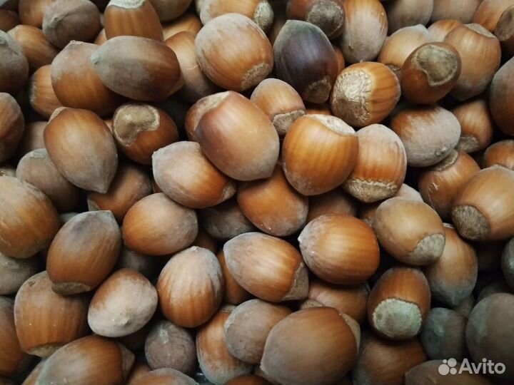 Желуди, орехи, шишки