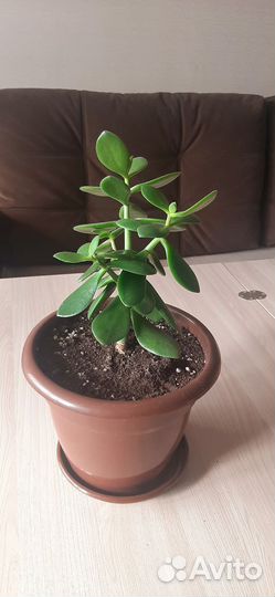 Толстянка (денежное дерево)