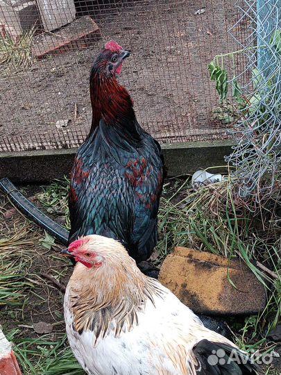 Молодые петухи