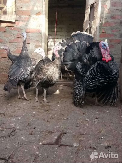 Куры, Индюки,цыплята,инк яйцо под заказ