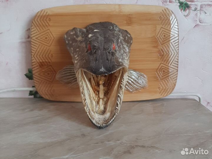 Чучело головы щуки