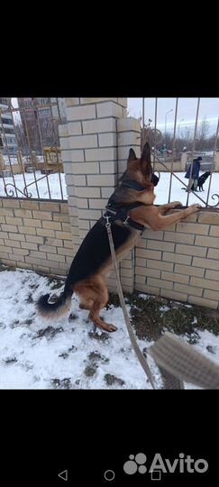 Немецкая овчарка вязка