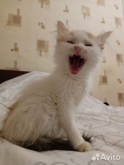 Кошка в дар