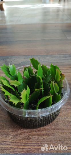 Домашние растения цветы