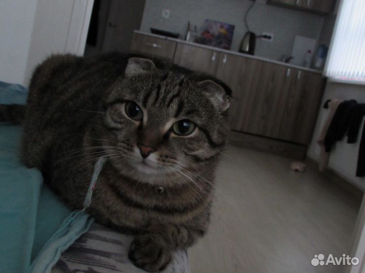 Кошка метис шотландская