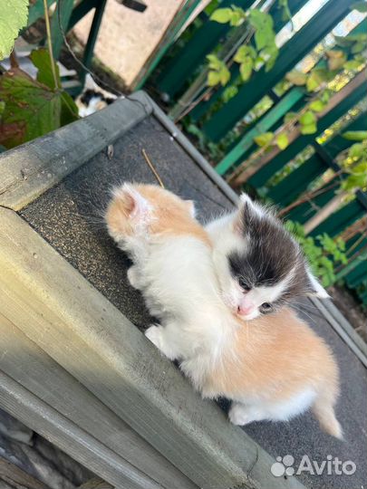 Кошка в дар