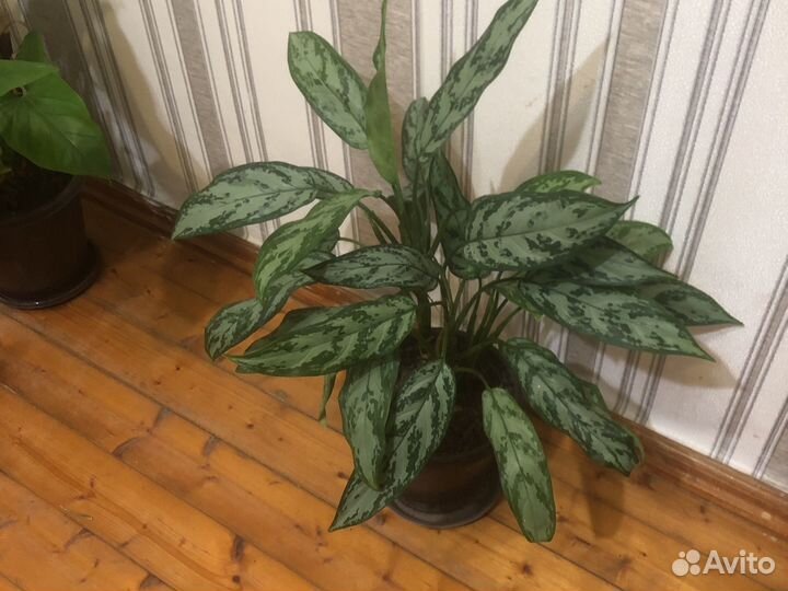 Диффенбахия