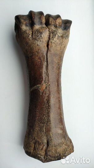 Окаменелая Кость доисторического ископаемого живот