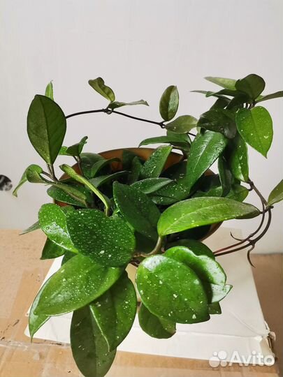 Хойя мясистая