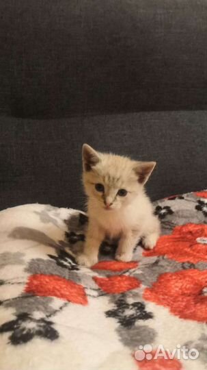 Котенок