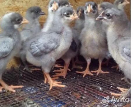 Яйцо инкубационное чешский доминант