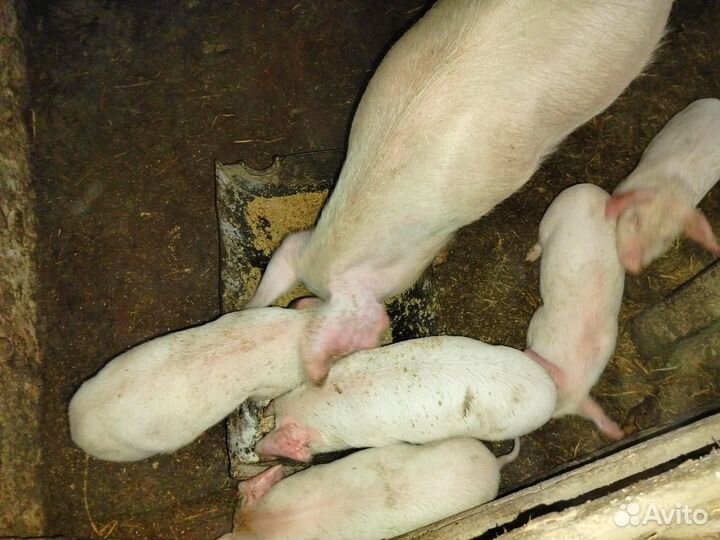 Поросята ландрас дюрок