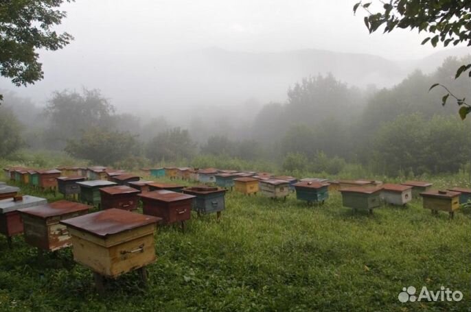 Натуральный мёд в сотах минирамки 2024 года (опт)
