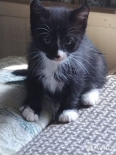 Домашние животные котята