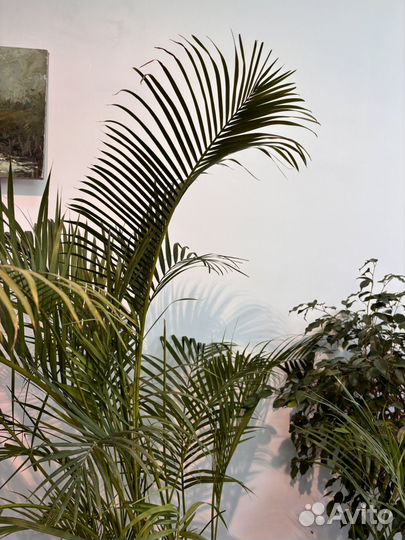 Пальма хамедорея, дипсис, ховея