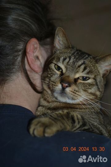 Барсик в добрые руки