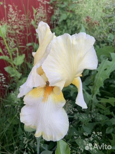 Ирисы бородатые сортовые